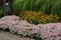 Rock N Round Pure Joy Stonecrop Sedum with Pink Blooms in Landscape