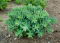 Young Rock N Round Pure Joy Stonecrop Sedum