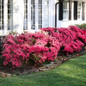 Rose Azalea in the front yard