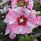 Summerific Cherry Choco Latte Hibiscus Pink White Blooms