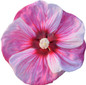 Summerific Cherry Choco Latte Hibiscus Pink White Flower Up Close