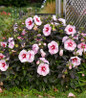 Summerific Cherry Choco Latte Hibiscus compact flowering shrub
