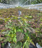 Summerific® Cherry Choco Latte Rose Mallow in pot