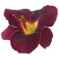Rainbow Rhythm Nosferatu Daylily Dark Purple Flower Up Close