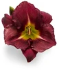 Rainbow Rhythm Nosferatu Daylily Dark Purple Bloom Up Close