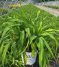 Nosferatu Daylily #2 container