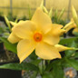 Sun Parasol Sunbeam Mandevilla Close-up Flower