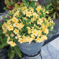 Sun Parasol Sunbeam Mandevilla in a Patio Pot Blooming