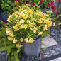 Sun Parasol Sunbeam Mandevilla in a Patio Pot Flowering