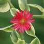 Livingstone Daisy Close-up Flower