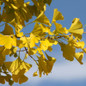Ginkgo Tree  leaves in Fall