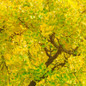 Ginkgo Tree in Fall