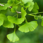 Ginkgo Tree leaves close-up