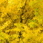 Ginkgo Tree in the Fall