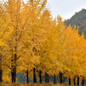 Row of Ginkgo Tree