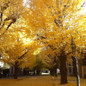 Ginkgo Tree growing in the sunlight