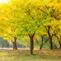 Ginkgo Tree Growing in the Sunlight