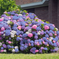 3N1 Hydrangea Growing in the Garden