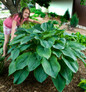 Enormous Shadowland Empress Wu Hosta