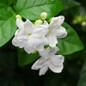 Arabian Jasmine Flowering 