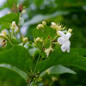 Arabian Jasmine Flowering 