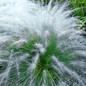 White Muhly Grass Flowering 