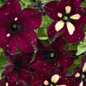 Burgundy Sky Petunia Flowers and Leaves