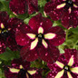Burgundy Sky Petunia Petals