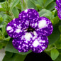 Night Sky Petunia flowering