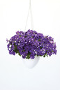 Night Sky Petunia flowering in hanging planter