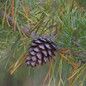  Loblolly Pine Tree acorn