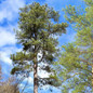  Loblolly Pine Tree growing 