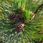  Loblolly Pine Tree acorn and leaves