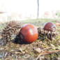 Sawtooth Oak Tree acorn on the ground