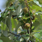 Sawtooth Oak Tree growing acorn