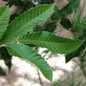 Sawtooth Oak Tree leaves