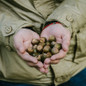 Nuttall Oak Tree acorns in hands