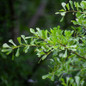 Water Oak Tree leaves 