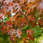 Shumard Oak Tree leaves during fall season