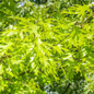 Shumard Oak Tree leaves