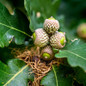 Shumard Oak Tree acorn seed