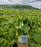 Shadowland Wheee Hosta in nursery