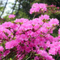 Herbert Azalea blooms and foliage