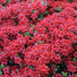 Hersey Red Azalea blooming