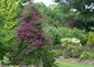 Sweet Summer Love Clematis Vine in Landscaping