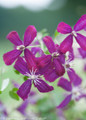 Sweet Summer Love Clematis Vine Purple Flowers