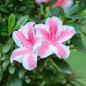 Conversation Piece Azalea blooming with leaves
