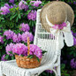 Poukhanense Compact Azalea on a basket onto a chair