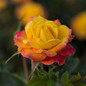 Sunblaze Rainbow Mini Rose Flower Close-up
