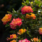 Sunblaze Rainbow Mini Rose Stem with Leaves and Flowers